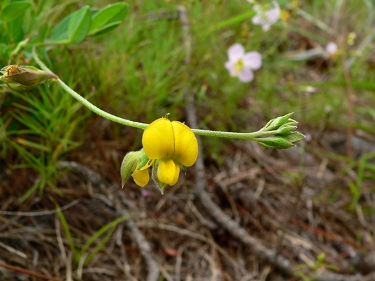 {Crotalaria maritima}